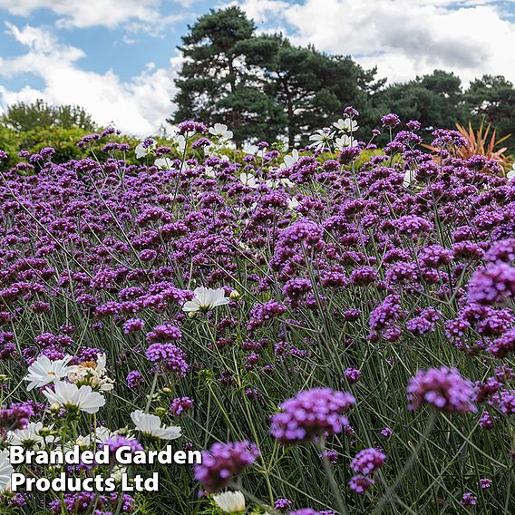 Best Value Rainbow Perennial Collection
